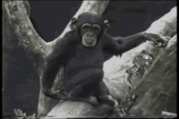 Click image for larger version. 

Name:	1chimp.gif 
Views:	275 
Size:	2.37 MB 
ID:	10515