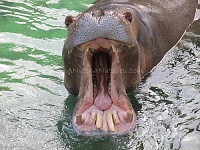Click image for larger version. 

Name:	WildAfricaTrek-hippo-mouth-open.jpg 
Views:	96 
Size:	80.4 KB 
ID:	10620