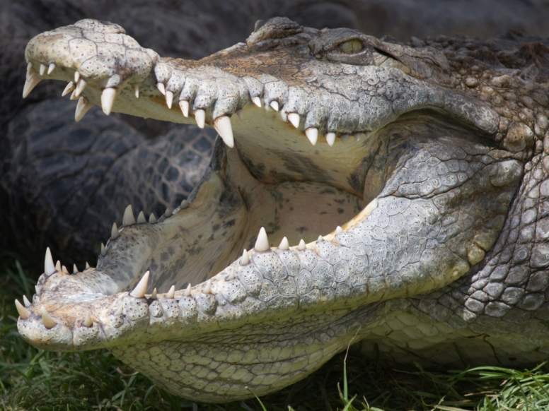 Name:  crocodile-teeth.jpg
Views: 205
Size:  60.8 KB