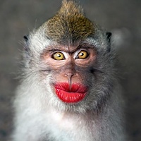 Click image for larger version. 

Name:	monkey-wearing-makeup-1.jpg 
Views:	35 
Size:	30.3 KB 
ID:	13722