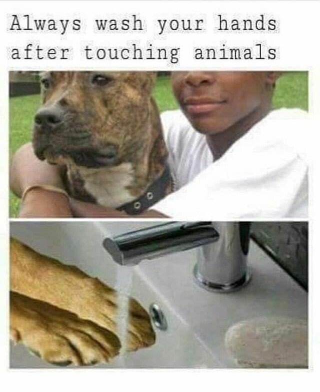 Name:  nigger wash your hands after touching animals J5AnauH.jpg
Views: 181
Size:  63.2 KB
