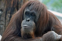 Click image for larger version. 

Name:	CMZoo-Sumatran-orangutan-480x320.jpg 
Views:	26 
Size:	46.9 KB 
ID:	20454