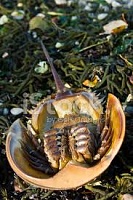 Click image for larger version. 

Name:	Dead HS Crab.jpg 
Views:	37 
Size:	12.7 KB 
ID:	20822