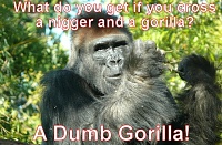 Click image for larger version. 

Name:	gorillanigger-jokes.jpg 
Views:	35 
Size:	91.9 KB 
ID:	24342