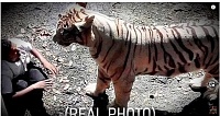 Click image for larger version. 

Name:	tigerCaught on Film.jpg 
Views:	21 
Size:	194.9 KB 
ID:	24676
