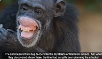 Click image for larger version. 

Name:	Chimpgrin.jpg 
Views:	5 
Size:	80.6 KB 
ID:	25061
