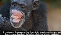 Click image for larger version. 

Name:	Chimpgrin.jpg 
Views:	157 
Size:	80.6 KB 
ID:	25061