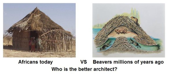 Click image for larger version. 

Name:	africans-vs-beavers.jpeg 
Views:	225 
Size:	30.2 KB 
ID:	3637