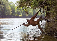 Click image for larger version. 

Name:	Orangutan-Fishing.jpg 
Views:	36 
Size:	137.8 KB 
ID:	5548