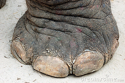 Click image for larger version. 

Name:	elephant-foot-16347253.jpg 
Views:	1065 
Size:	53.3 KB 
ID:	63