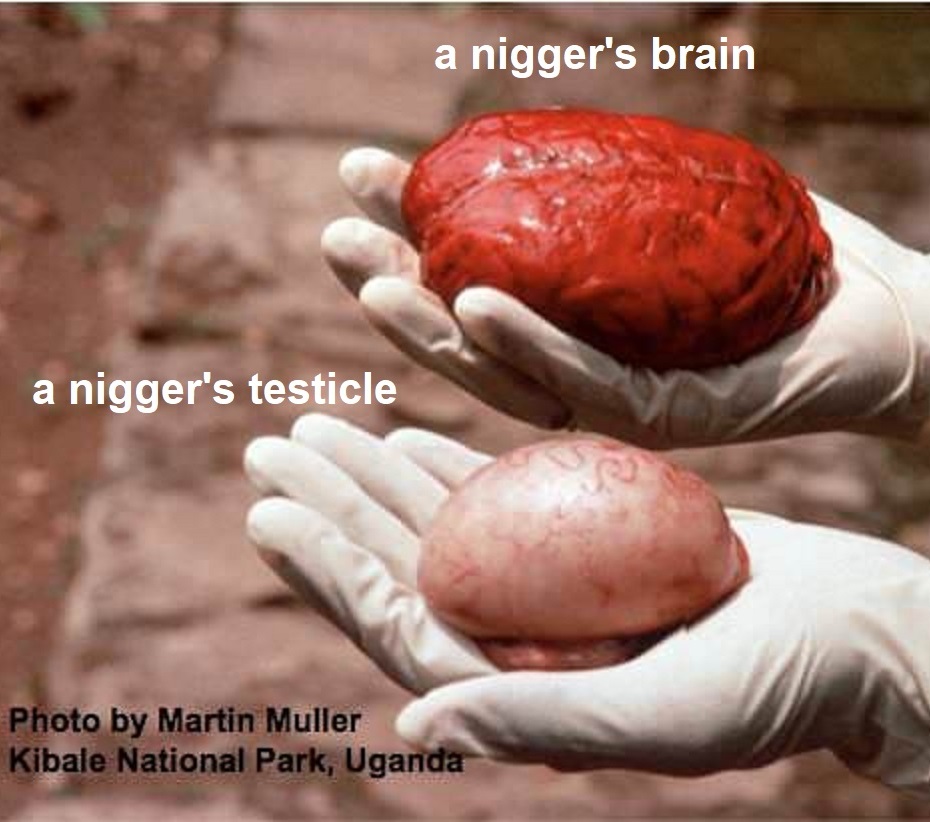 Click image for larger version. 

Name:	brain-and-testicle.jpg 
Views:	402 
Size:	150.5 KB 
ID:	9600