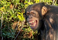 Click image for larger version. 

Name:	1_Close-Up-Of-Chimpanzee-Against-Plants.jpg 
Views:	60 
Size:	64.9 KB 
ID:	9915