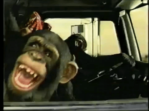 Chimps Driving